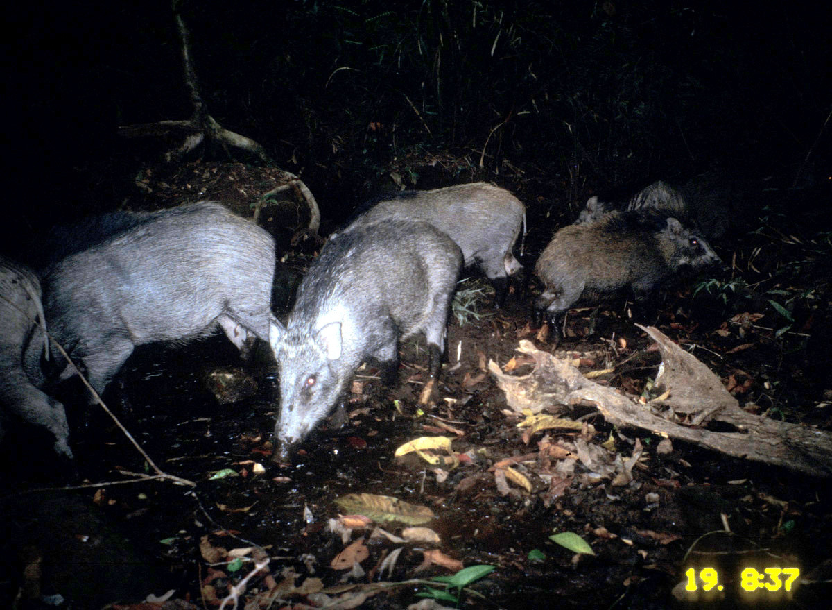 Image of Wild Boar