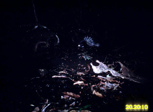 Image of Malayan Porcupine