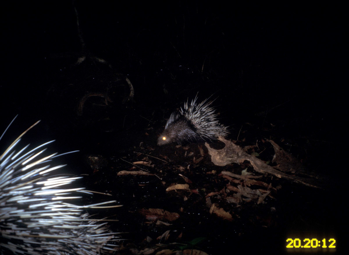 Image de Hystrix brachyura Linnaeus 1758