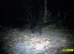 Image of Binturong