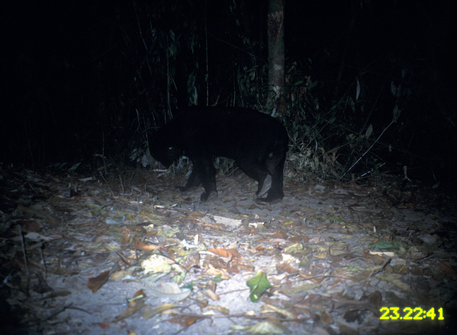 Image of Sun Bear