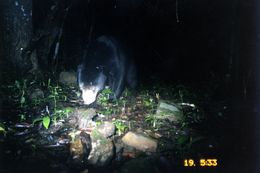 Image of Sun Bear