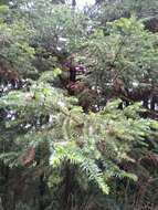 Image of Formosan China fir