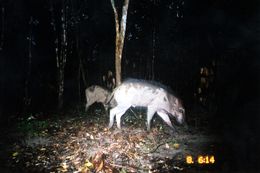 Image of Wild Boar