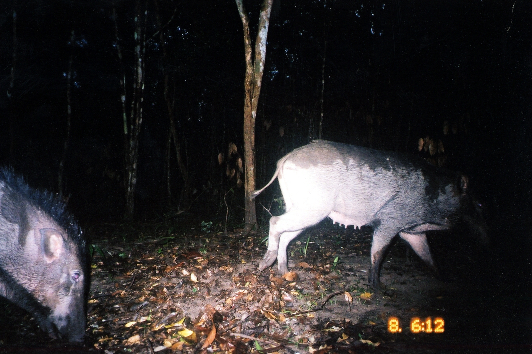 Image of Wild Boar