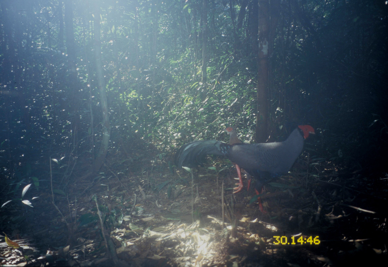 Image of Siamese Fireback