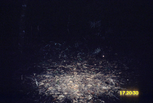 Image of Malayan Porcupine