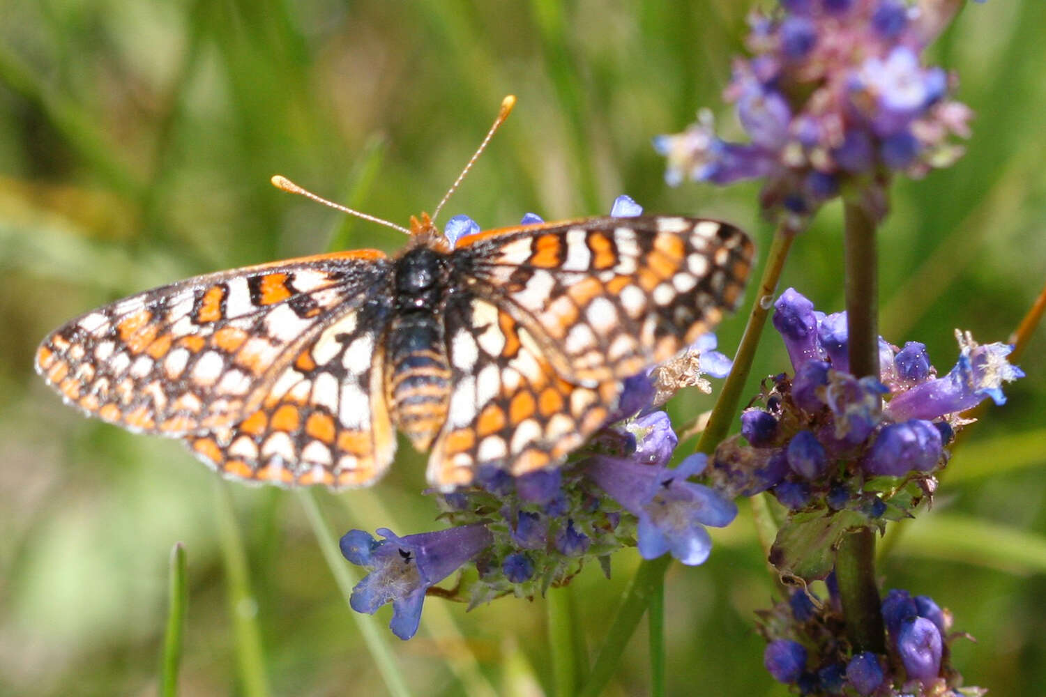 Image de Euphydryas editha (Boisduval 1852)