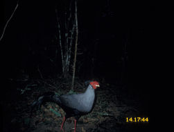 Image of Siamese Fireback