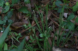Image of slender woodland sedge