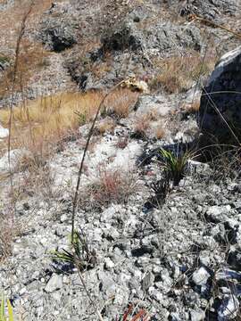 Image of Aloe compressa H. Perrier