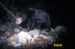 Image of Sun Bear