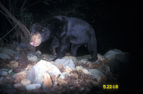 Image of Sun Bear