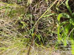 Image of Pimelea spinescens subsp. spinescens