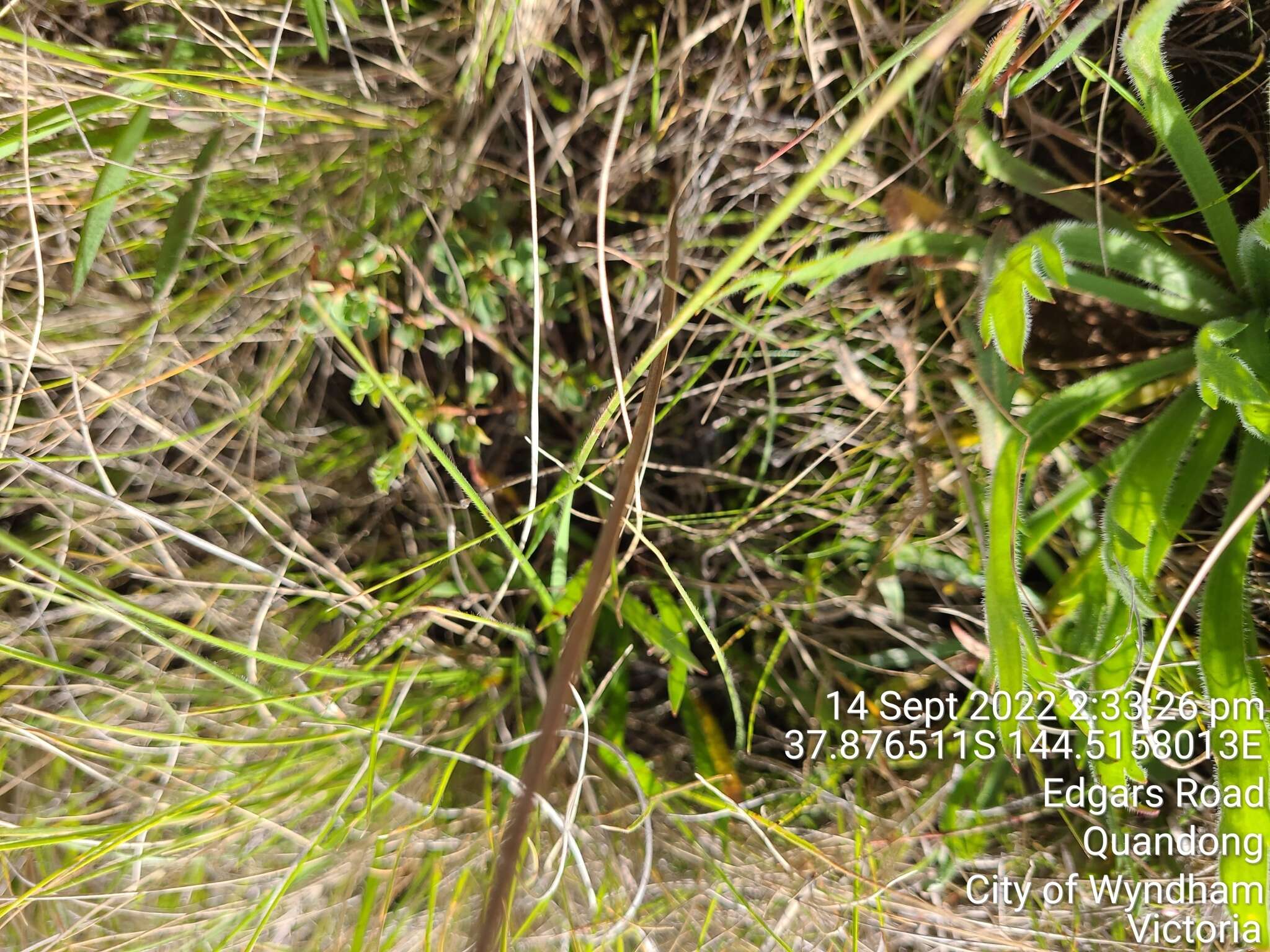 Image of Pimelea spinescens subsp. spinescens