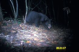 Image of Sun Bear