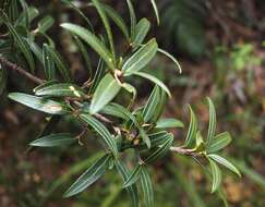 Imagem de Pseudopanax linearis (Hook. fil.) K. Koch