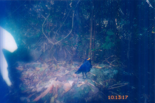 Image of Blue Whistling Thrush