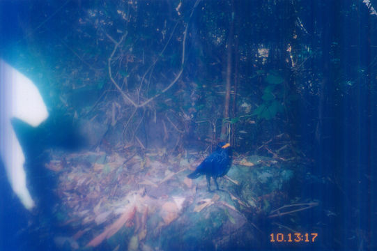 Image of Blue Whistling Thrush