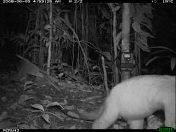 Plancia ëd Tamandua tetradactyla (Linnaeus 1758)