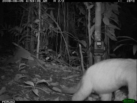 Image of Southern Tamandua