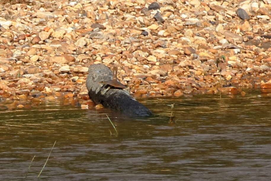 Image of Apalone mutica calvata (Webb 1959)