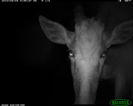 Image of Hartebeest