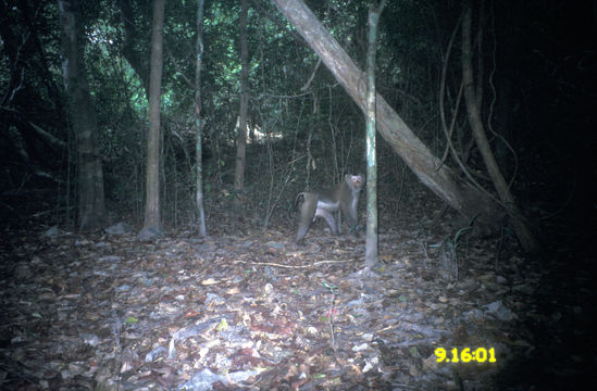 Image of Pig-Tail Macaque