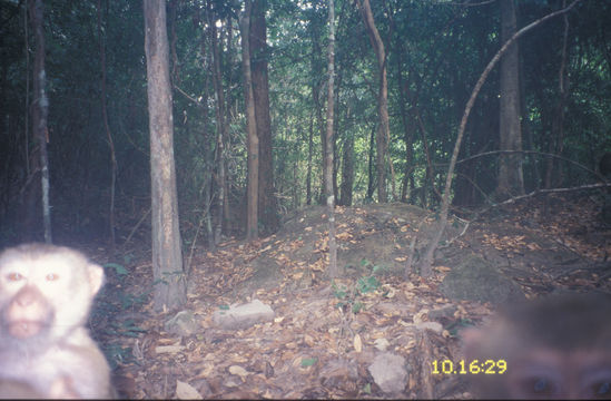 Image of Pig-Tail Macaque