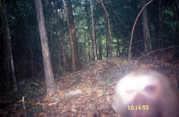 Image of Pig-Tail Macaque