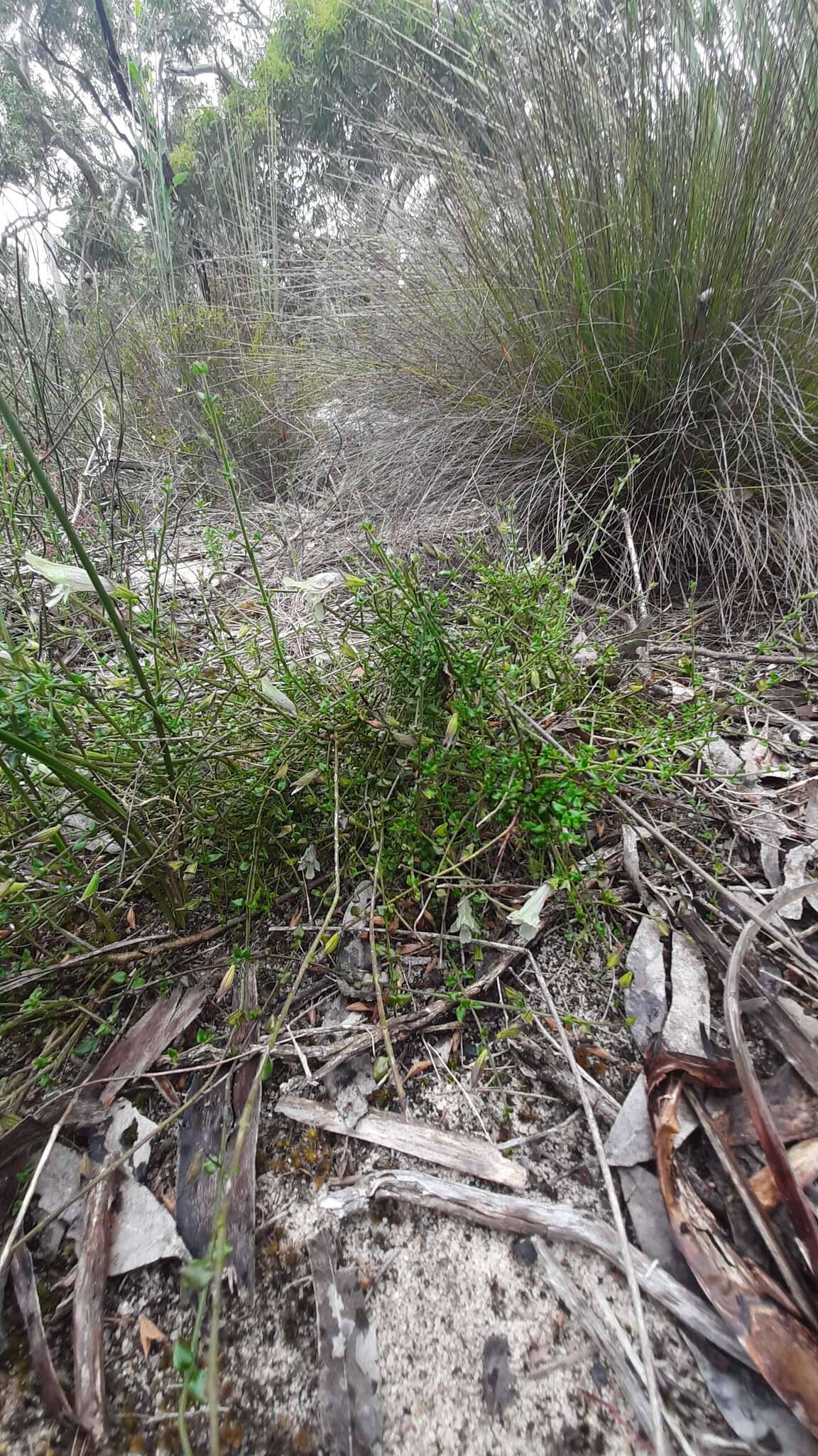 Image of Prostanthera chlorantha (F. Muell.) Benth.