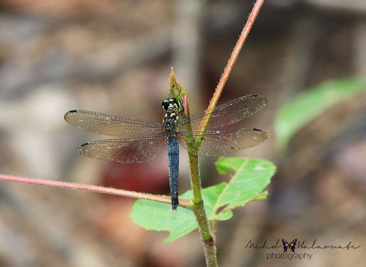 Image of Lyriothemis meyeri (Selys 1878)