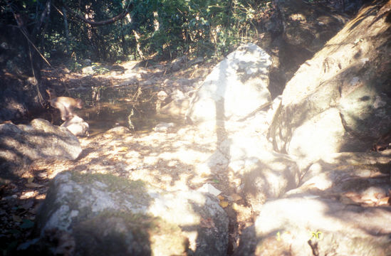 Image of Pig-Tail Macaque