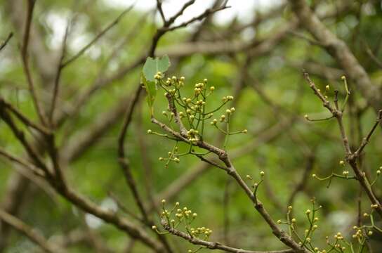 Слика од Syzygium nervosum DC.