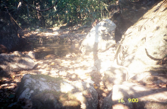 Image of Pig-Tail Macaque