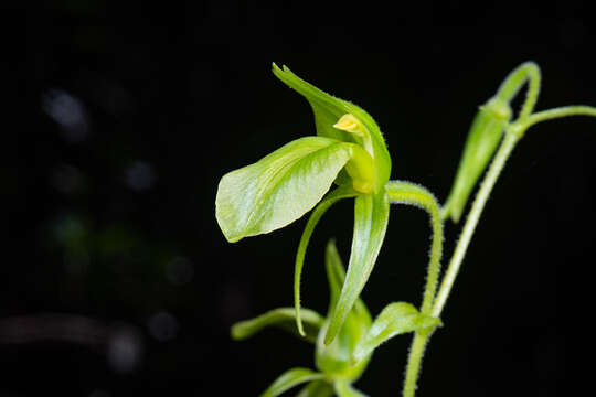 Image of Achlydosa glandulosa (Schltr.) M. A. Clem. & D. L. Jones