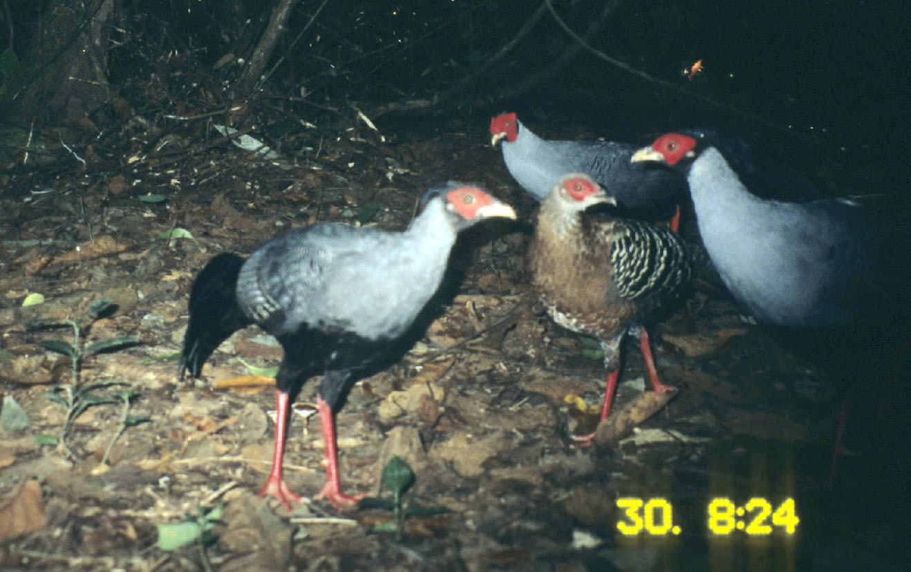 Image of Siamese Fireback