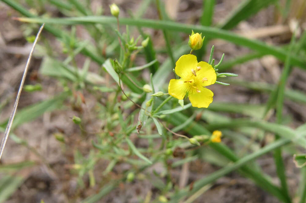 Plancia ëd Scoparia montevidensis (Spreng.) R. E. Fries