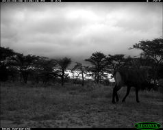 Image of Ellipsen Waterbuck