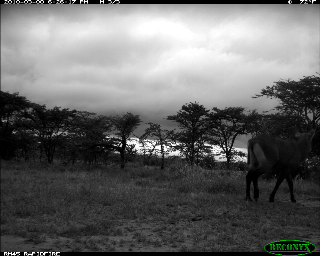 Image of Ellipsen Waterbuck