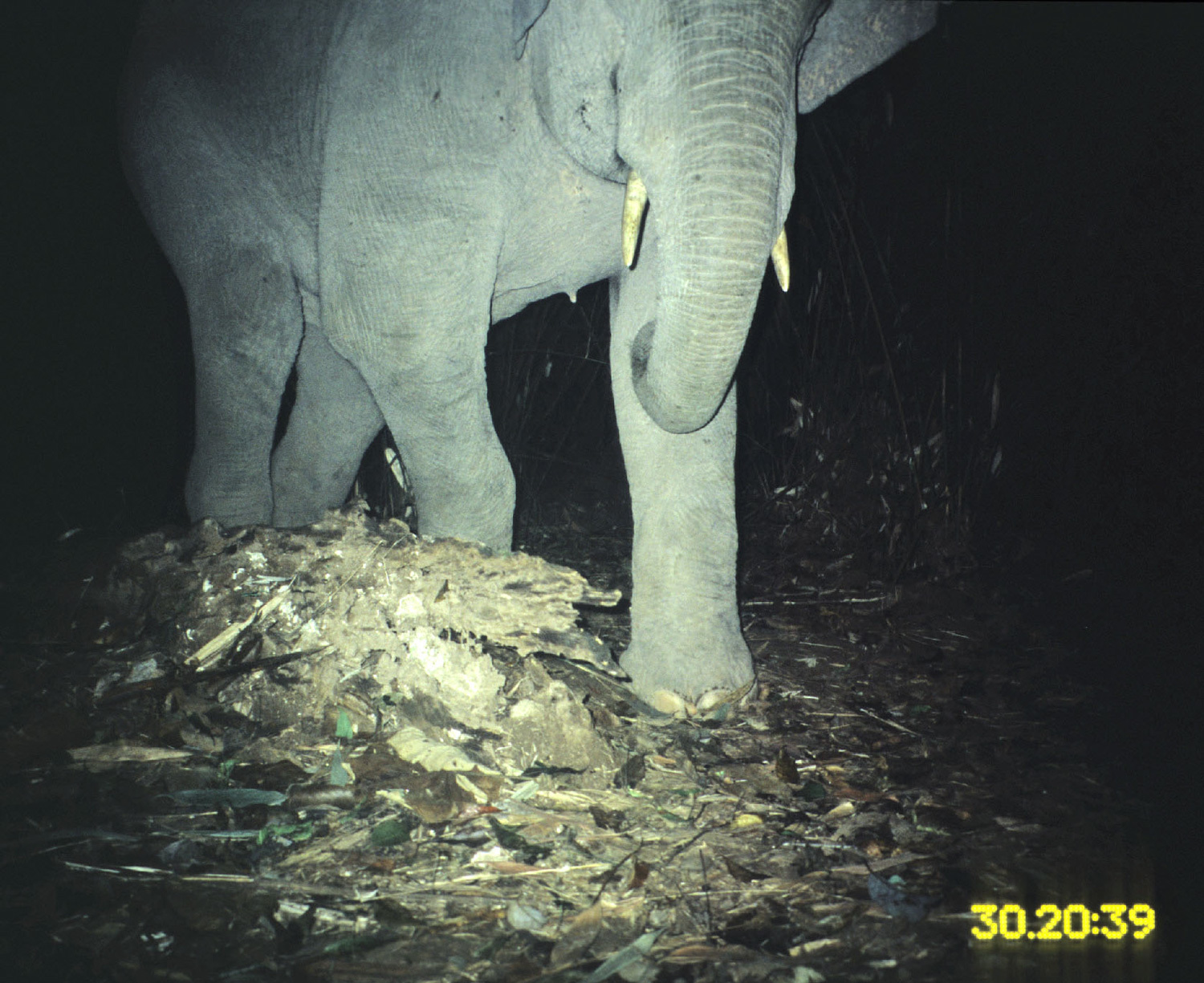 Image of Asian elephant