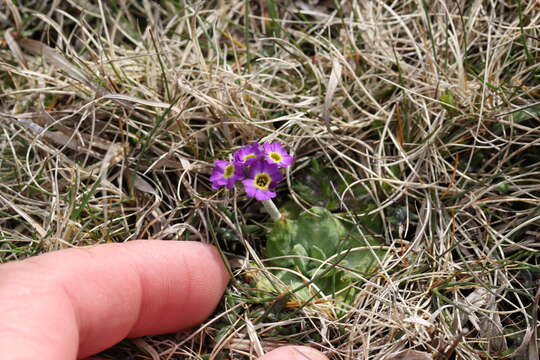 Image of Scottish primrose