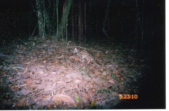 Слика од Prionailurus bengalensis (Kerr 1792)