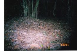 Image of Leopard Cat