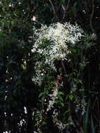 صورة Fallopia multiflora (Thunb.) K. Haraldson