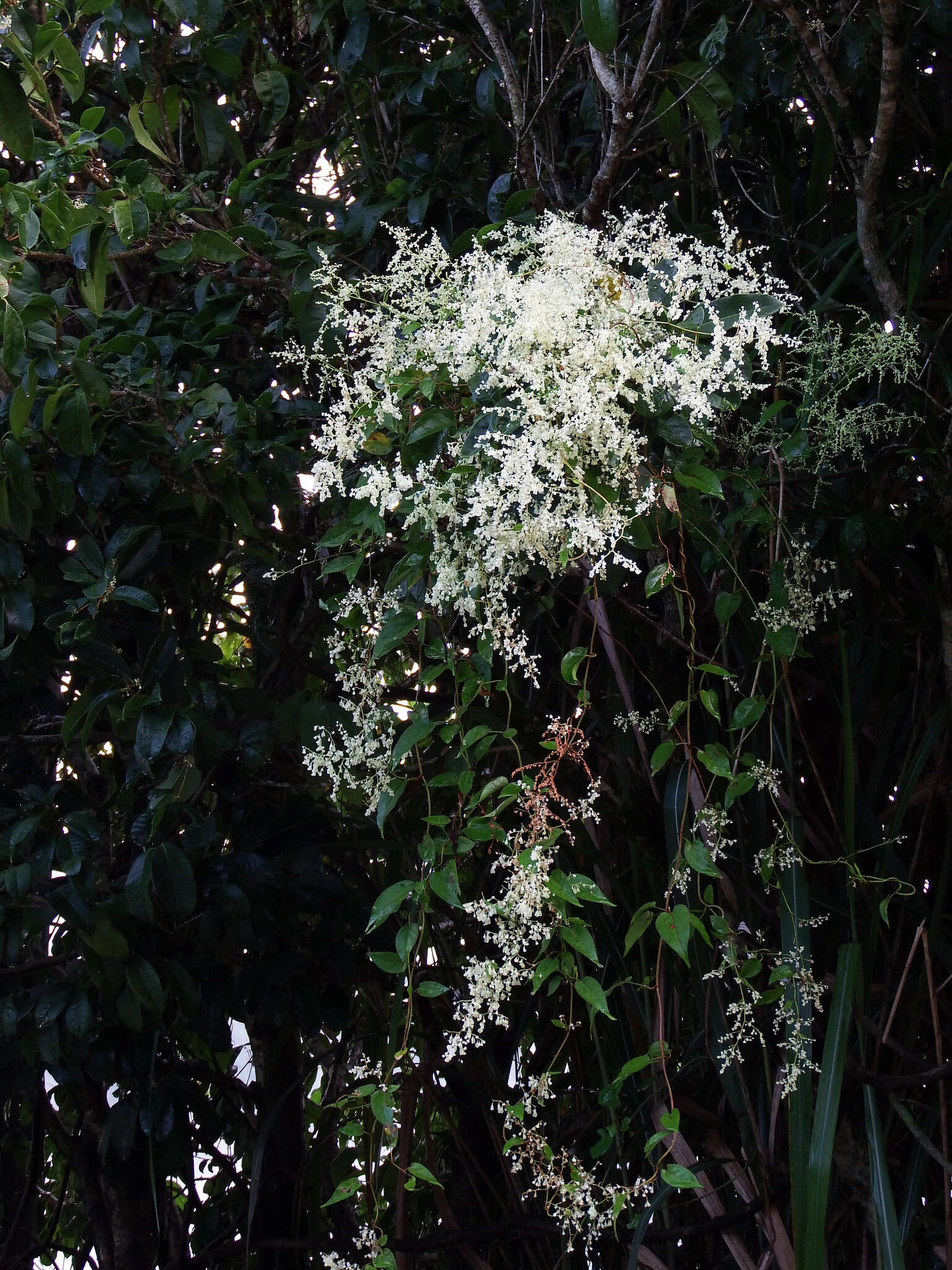 صورة Fallopia multiflora (Thunb.) K. Haraldson