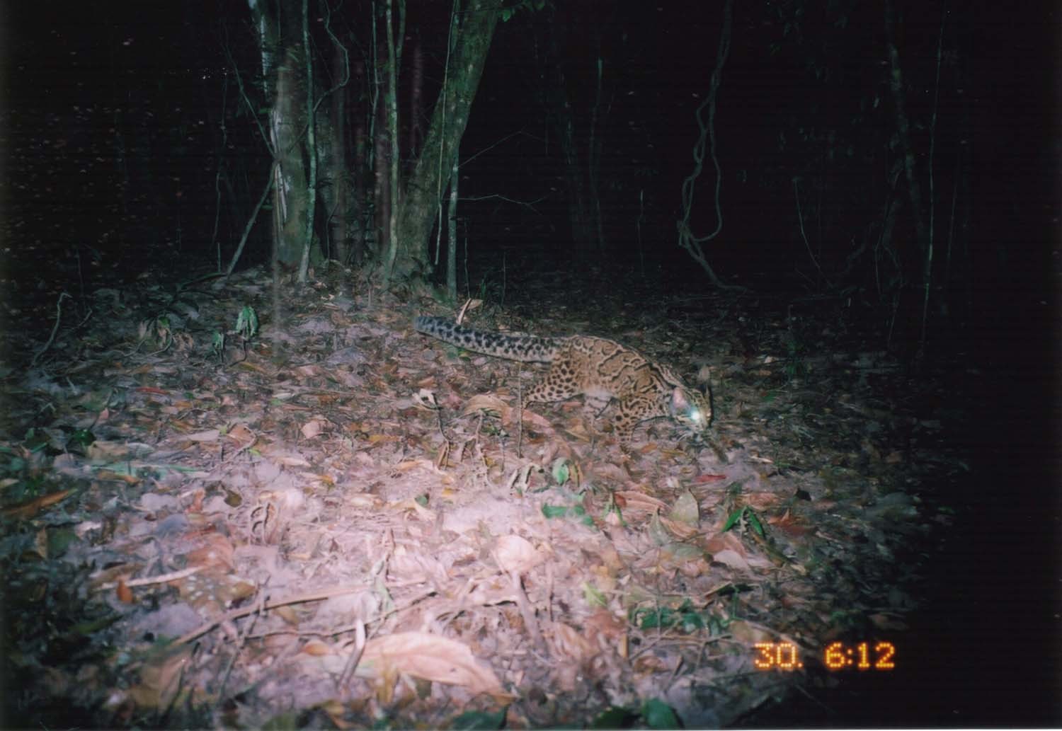 Image of Marbled Cat