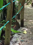 Image of Black-headed Nightingale-Thrush