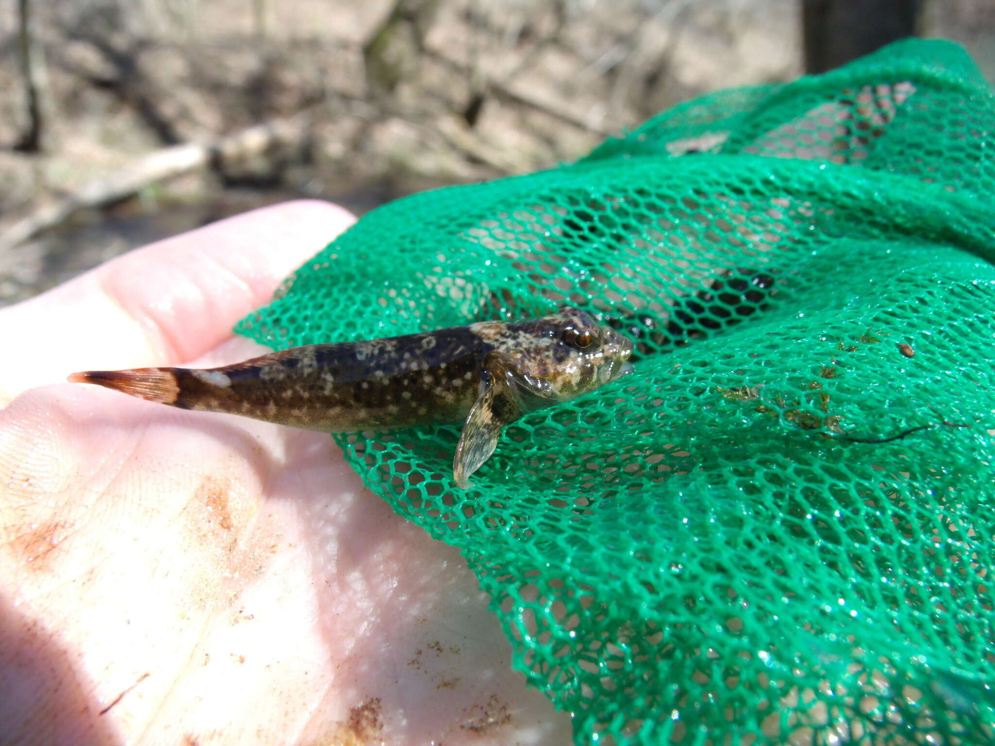 Imagem de Cottus immaculatus Kinziger & Wood 2010