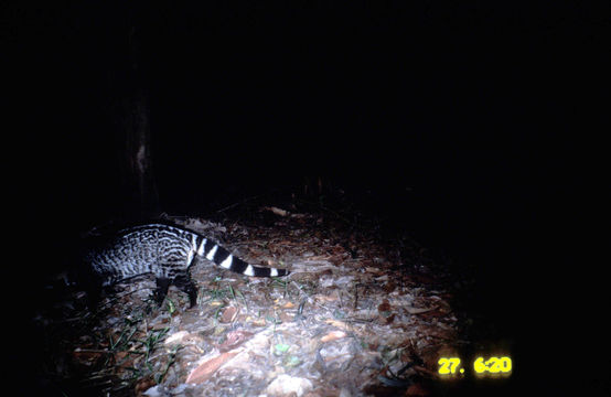 Image of large Indian civet